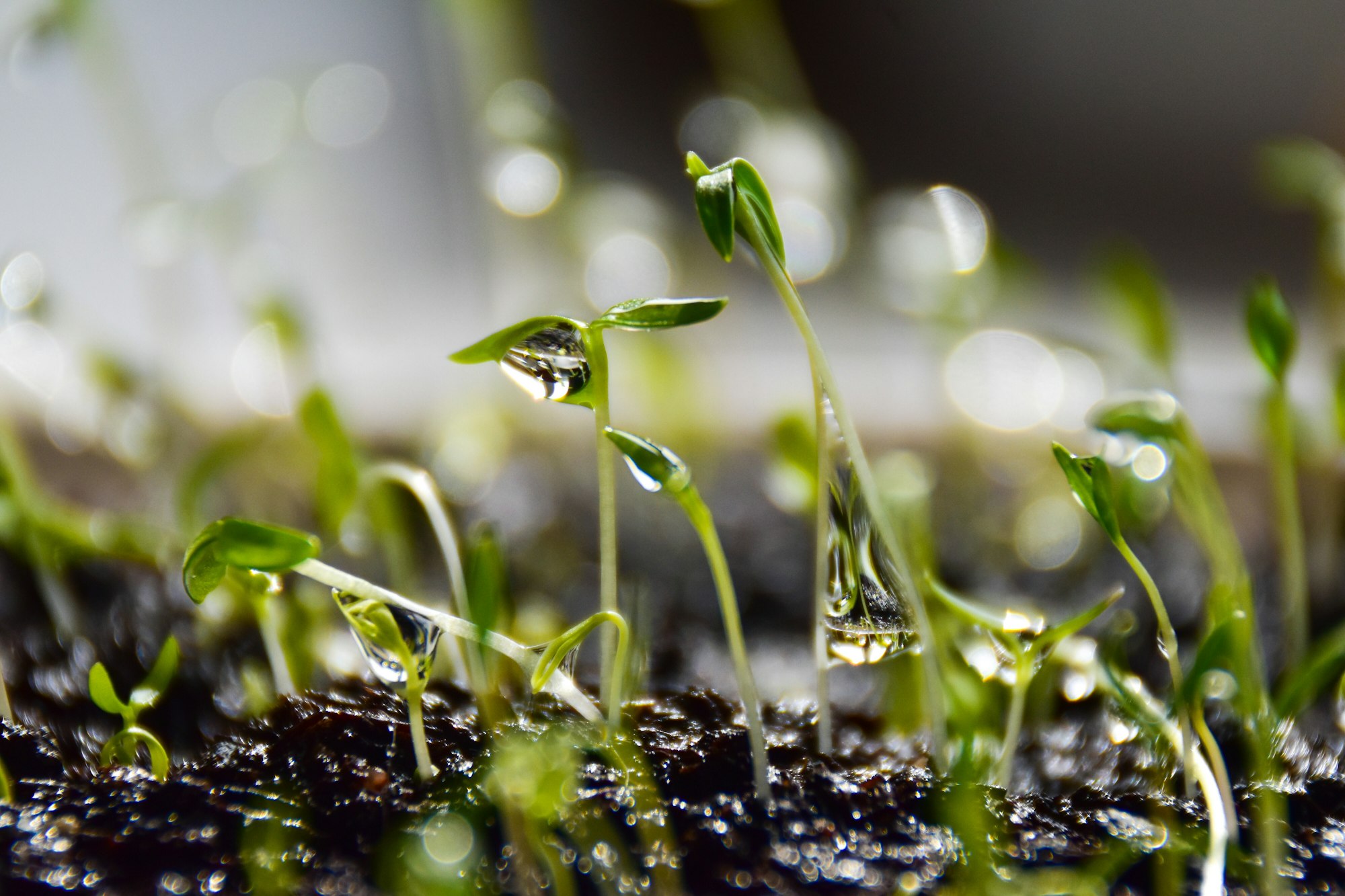 Gardering. Parsley sprouts after watering