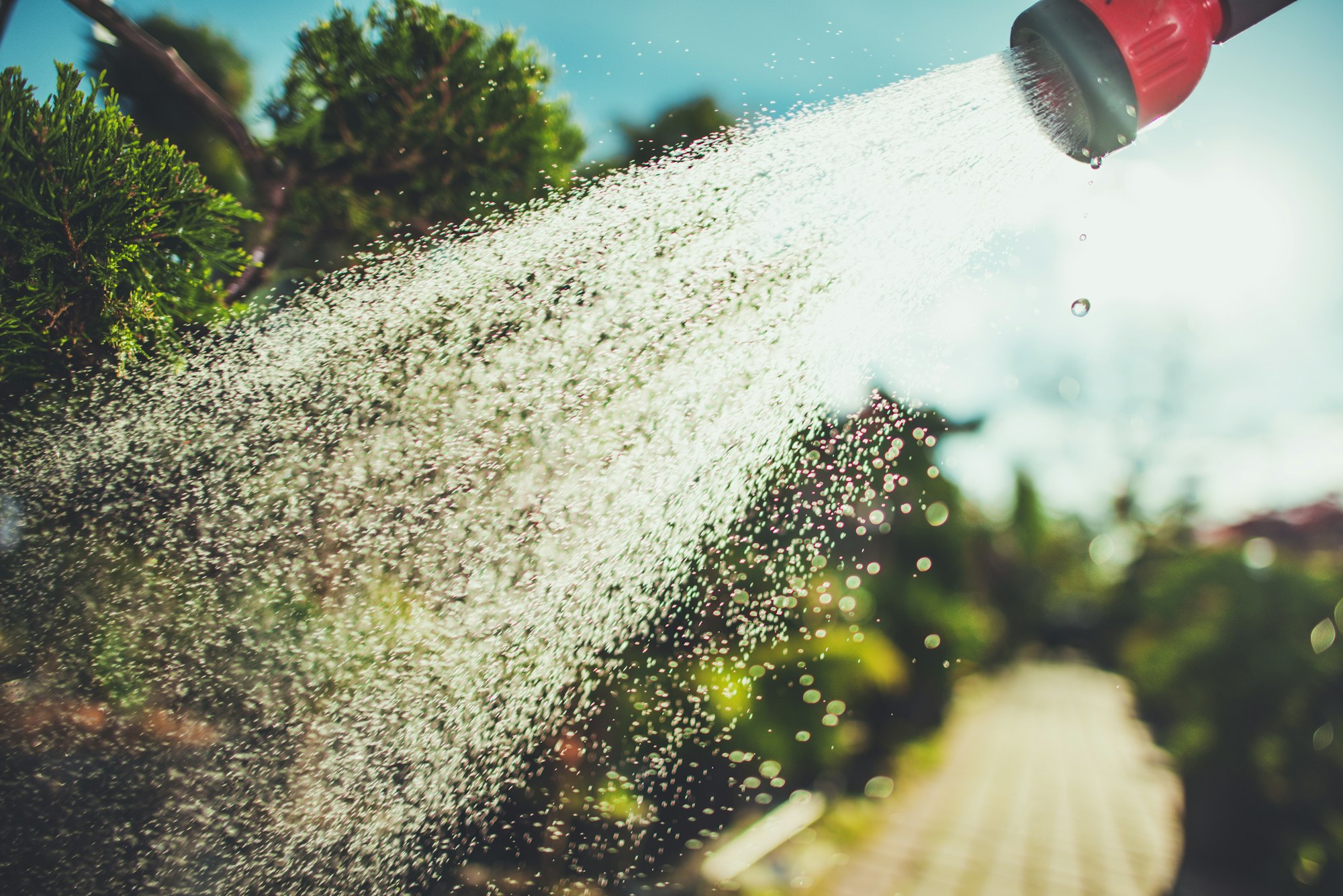 Watering Garden Plants in Summer